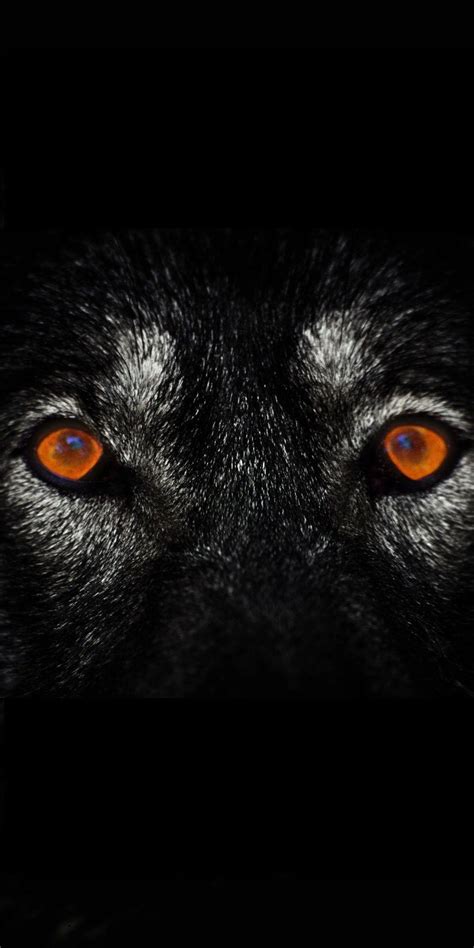 Wolf Eyes Wallpapers - Top Free Wolf Eyes Backgrounds - WallpaperAccess