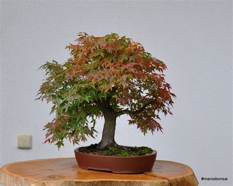 Maros Bonsai Blog: Acer palmatum in autumn colors