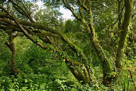 Photography by Martin Eager - Landscape, Nature, Woodland, Stock, Panoramic, Macro