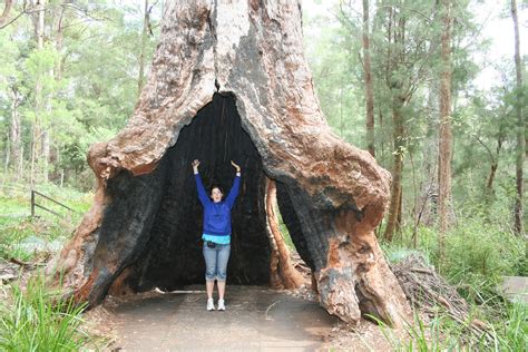 Western Australia | Tree Top Walk, Tingle Forest | Brad Touesnard | Flickr