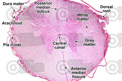 Histology Of Umbilical Cord In Mammals Intechopen