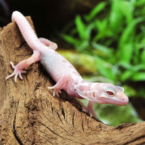 CB Mack Snow Albino Leucistic Leopard Gecko, Buy Leopard Geckos Online ...