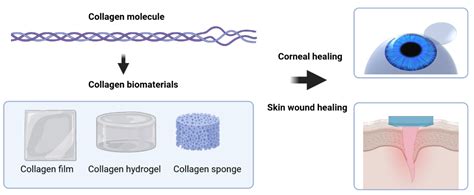 JFB | Free Full-Text | Collagen as a Biomaterial for Skin and Corneal ...