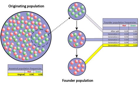 Population Genetics | Boundless Biology | Study Guides