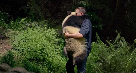 An Affectionate Panda Hugs Her Favorite Human Before Climbing a Tree in ...