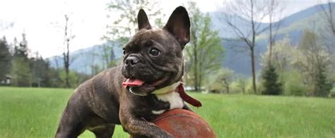 Train Your French Bulldog - Easy Tips For Success - PuppyLending.com