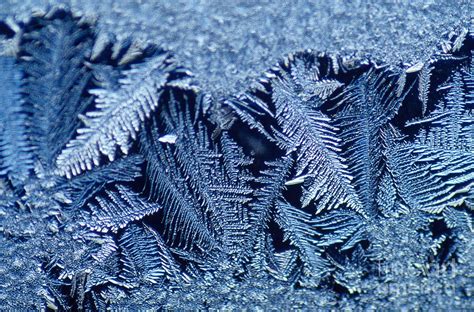 Frost Crystals Photograph by Scott Camazine - Fine Art America