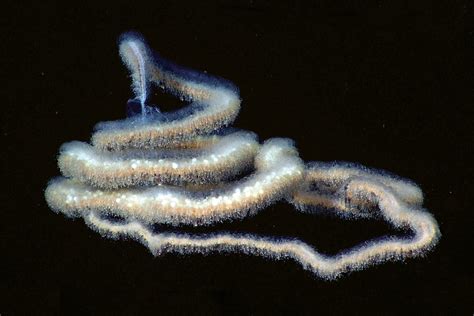 Woolly siphonophore | Animals | Monterey Bay Aquarium