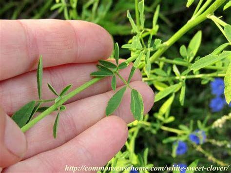 White Sweet Clover - Weekly Weeder #49