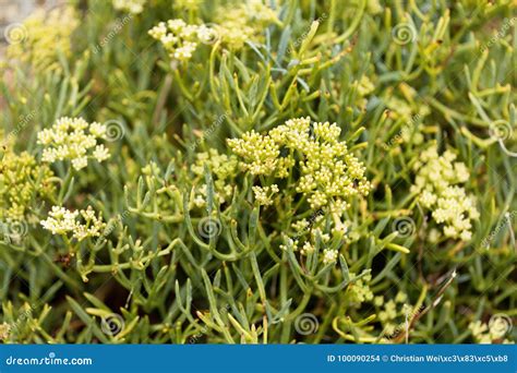 Flowers of Sea Fennel Crithmum Maritimum Stock Photo - Image of bush, crithmum: 100090254