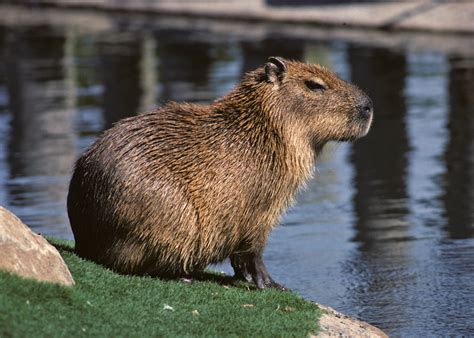 Animales del zoológico | Flashcards