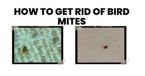 How to Get Rid of Bird Mites: A Step-by-Step Guide
