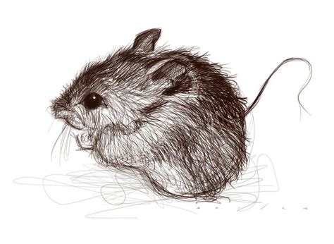 mouse by Jason Seiler | Richard Solomon Artists Representative | Animal drawings, Beautiful ...