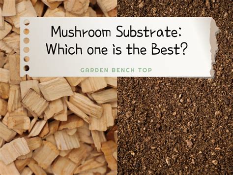 Mushroom Substrate: A comprehensive Guide with Recipes