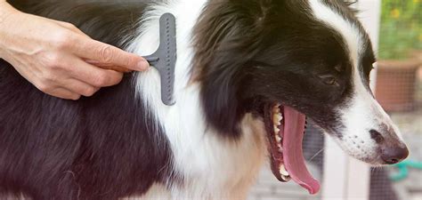 Border Collie Grooming - Step By Step Guide And Top Tips To Healthy Fur