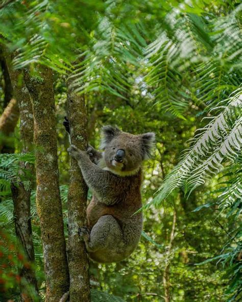 Great Otway National Park - Truy Lùng Điểm Đến HOT Ở Úc