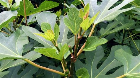 Fertilizing Fig Trees: A Guide to Optimal Growth