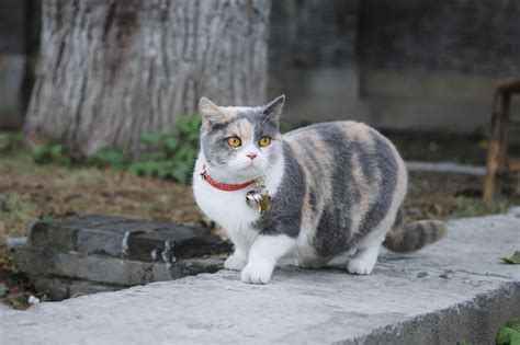 5 Best Cat Flea Collars Reviews and Buyer Guide 2019 | Pet Love That