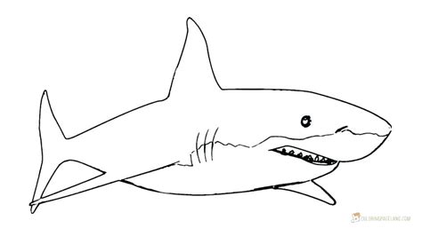 Great White Shark Outline Drawing at PaintingValley.com | Explore collection of Great White ...