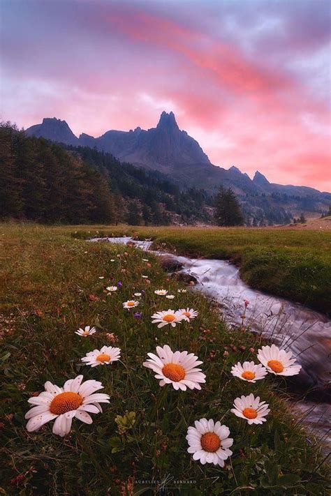 some daisies are in the grass near a stream and mountains at sunset ...