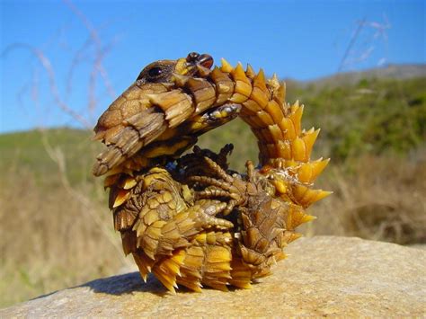 Thorny Dragon | Fun Animals Wiki, Videos, Pictures, Stories