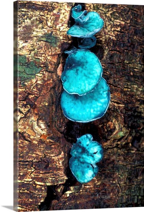 Blue stain fungi Wall Art, Canvas Prints, Framed Prints, Wall Peels | Great Big Canvas