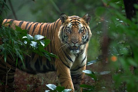 Tiger Safari India - Book Wildlife Safari Tours Directly