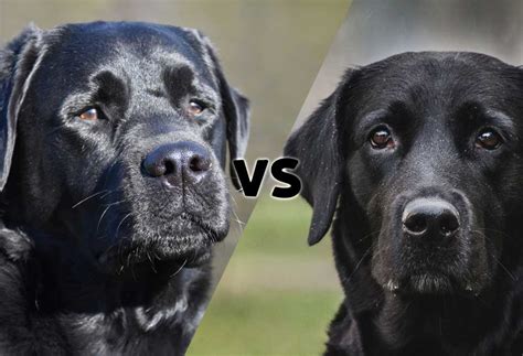 Labrador Retriever vs. English Lab - PatchPuppy.com