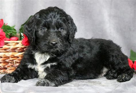 Portuguese Water Dog Mix Puppies for Sale - Keystone Puppies