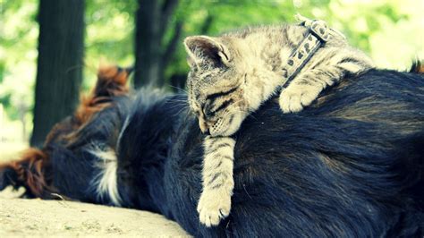 Download wallpaper 1920x1080 cat, dog, sleeping, friends full hd, hdtv, fhd, 1080p hd background