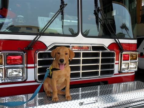 17 Best images about Firehouse Dogs on Pinterest | Legends, Nyc and To work