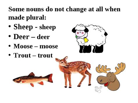 Irregular Plural Noun For Sheep