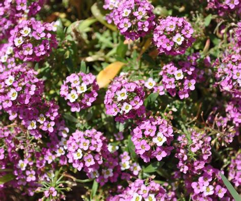 Alyssum - Plant Care and Growing Guide - Gardening Den