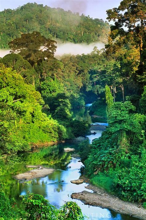 Borneo rain forest- 52 new species of plants and animals were ...