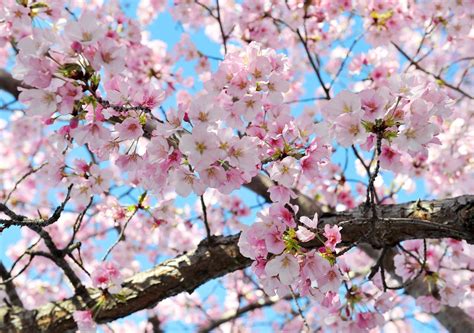 Cherry blossoms could be seriously damaged by upcoming cold snap - The ...