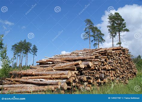 Pile of Timber Logs Summer Landscape Stock Image - Image of fuelwood, logstack: 14937787