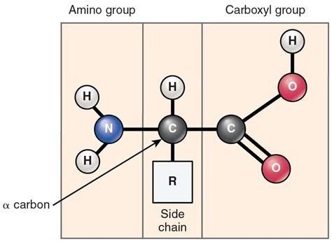 Protein Structure - Amino acids - Primary - TeachMePhysiology