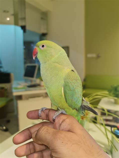 Beautiful very friendly Indian Parrot with Cage set for sale – UAE ...