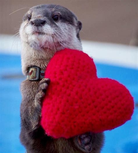 Create meme "a baby otter, otter , cute otter with a heart" - Pictures - Meme-arsenal.com