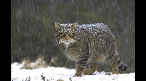 Scottish Wildcat Habitat Fragmentation: Addressing the Threat to Wildlife Corridors - YouTube