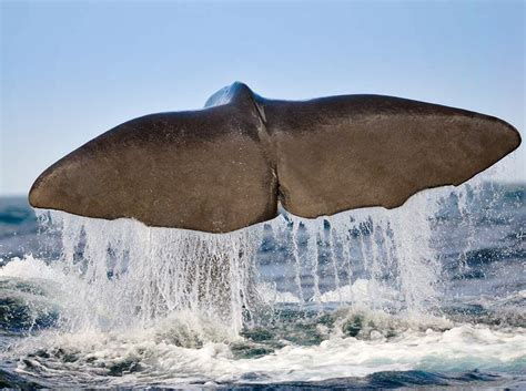 Whale Watching on Pico Island - CW Azores