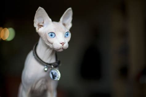 10 Big-Eared Cats That Are Taking the Internet by Storm