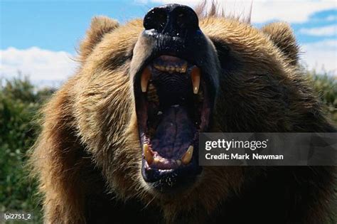 Grizzly Bear Teeth Photos and Premium High Res Pictures - Getty Images