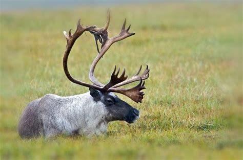 Southern Mountain Caribou Protected as Endangered Species - Montana Hunting and Fishing Information