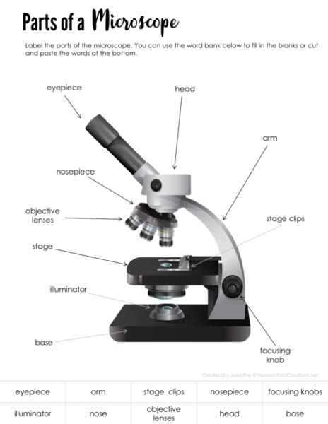 Parts of a Microscope – Free Printable Learning Science, Science Lab, Mad Science Party, 6th ...