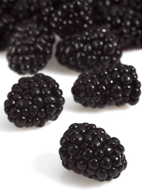 MURE stock image. Image of food, blackberry, fruit, still - 170505305