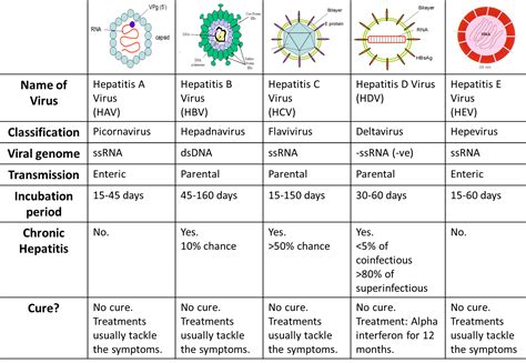 All you need to know about Hepatitis!