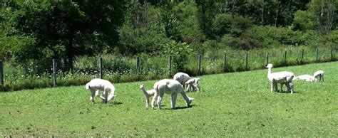 The Wood Farm is a farm located in Franklin, Pennsylvania owned by ...