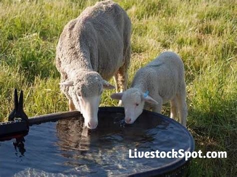 The Importance Of Water To Livestock Animals | LivestockSpot