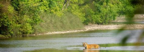 Bardia National Park | one of the best and largest national parks in Nepal.